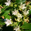 Araujia sericofera (4)